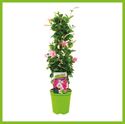 Afbeelding van Kp19 Sundaville Piramide Cream
